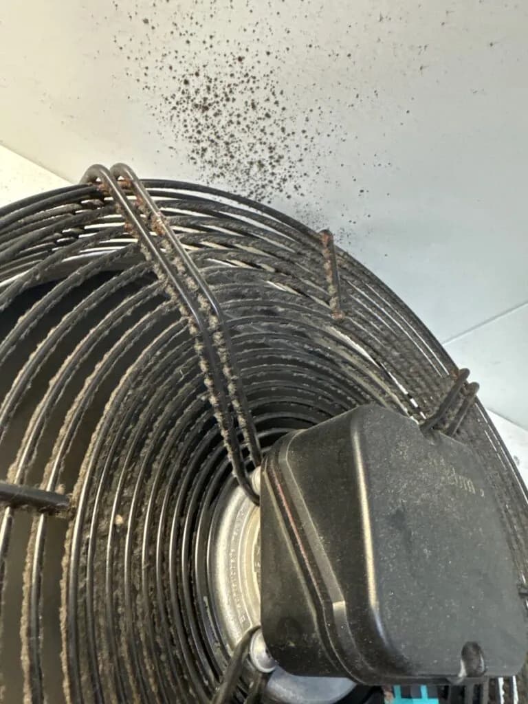 Black mould visible on the ceiling of a commercial cool room due to lack of proper refrigeration servicing and hygiene maintenance.