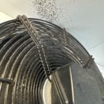 Black mould visible on the ceiling of a commercial cool room due to lack of proper refrigeration servicing and hygiene maintenance.