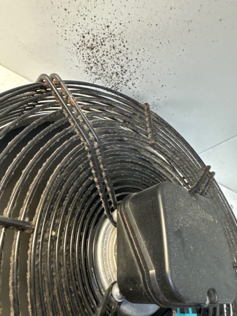 Black mould visible on the ceiling of a commercial cool room due to lack of proper refrigeration servicing and hygiene maintenance.